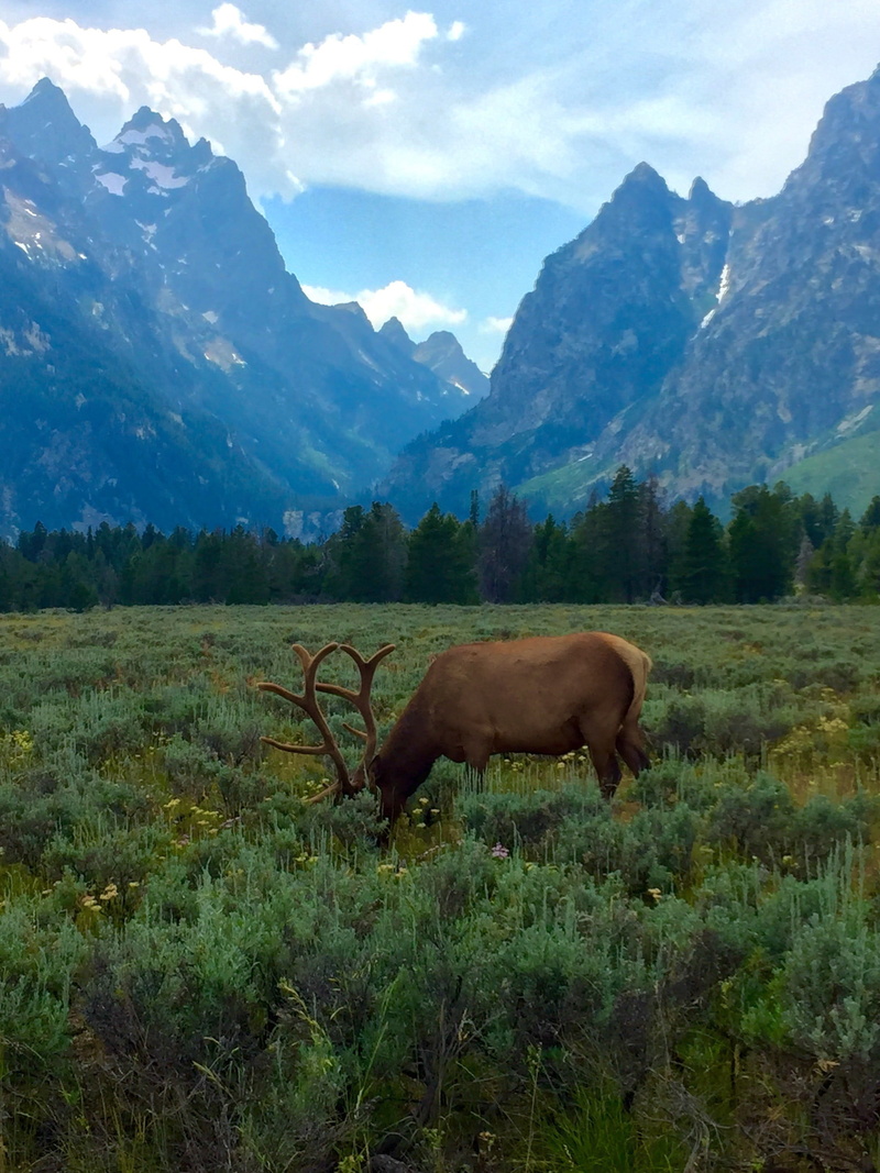 one animal, animal wildlife, landscape, beauty in nature, grass, mammal, non-urban scene, land, agriculture, outdoors, 2K, brown, plant, environment, deer
