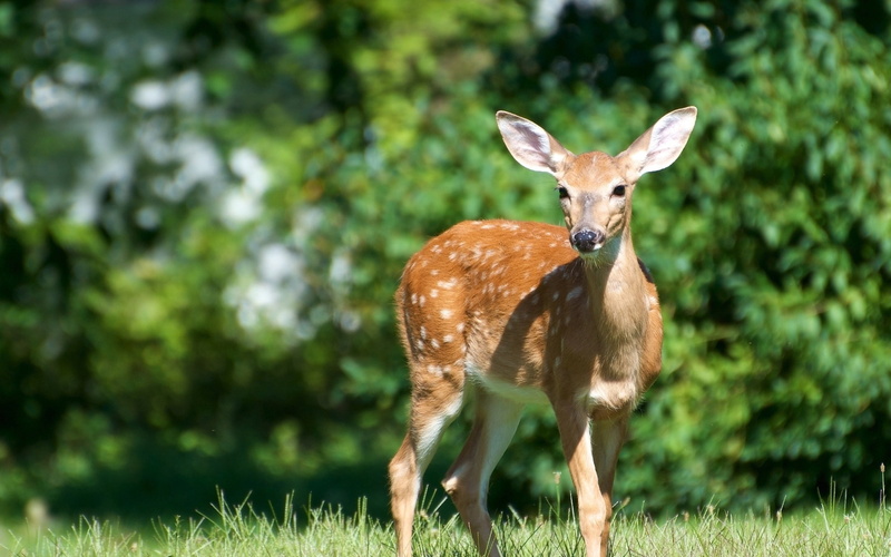 forest, national Park, animal themes, wildlife Reserve, impala, brown, beauty In Nature, reindeer, vertebrate, no people, nature, outdoors, animal, focus on foreground