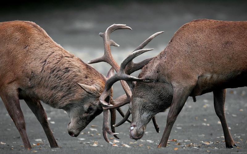 deers, 1080P, moose, fight, deer, animal, brown