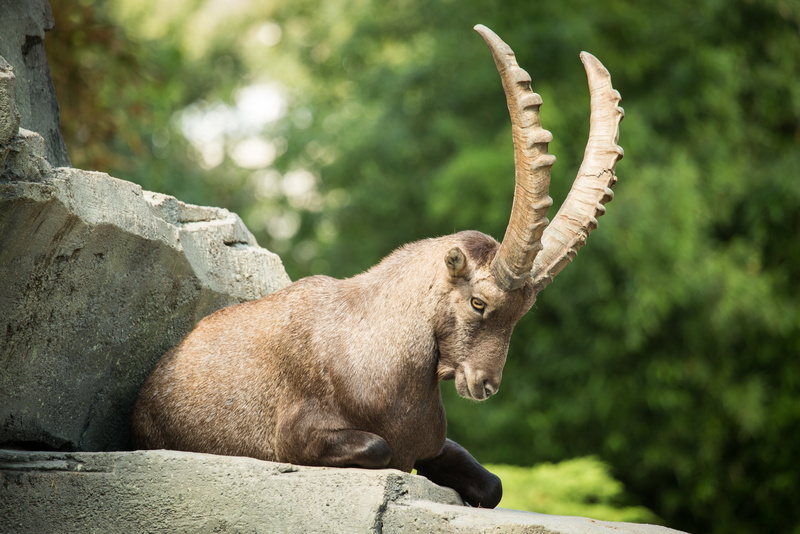 Stones, Ibex, artiodactyl, Capra, Goat, animals, horns, 5K, sheep