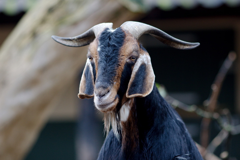 animal head, animal, domestic animals, day, livestock, portrait, animals, horned, herbivorous, animal nose, vertebrate, mammal, Zoo, animal themes, goats