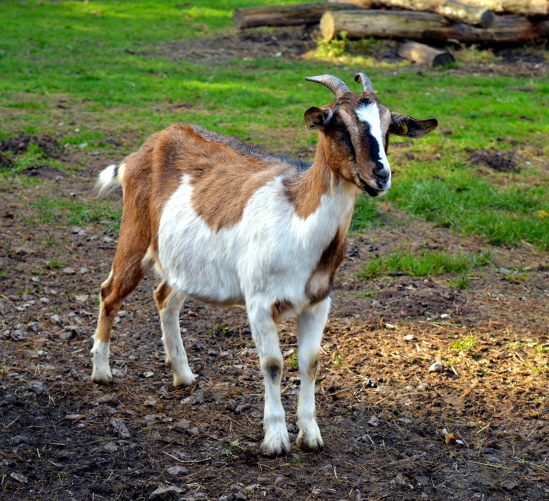 goat, capra, land, pets, one animal, head, ground, animal, goat buck, brown, mammal, young animal, focus on foreground, grass, no people, domestic animals
