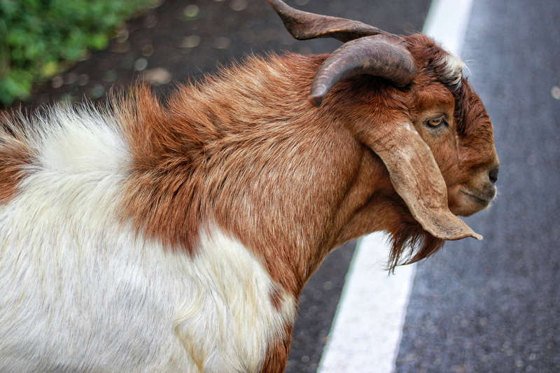 rural Scene, 4K, grass, goat, pets, side view, horns, livestock, fur, agriculture, animal, animal Head, wool, herbivorous, mammal, animals In The Wild