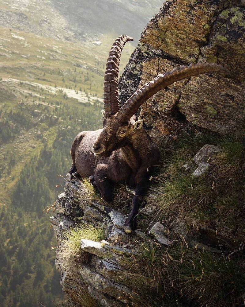 nature, grass, goat, trees, animals, horns, rock, landscape, chamois, 720P, portrait display, mountains
