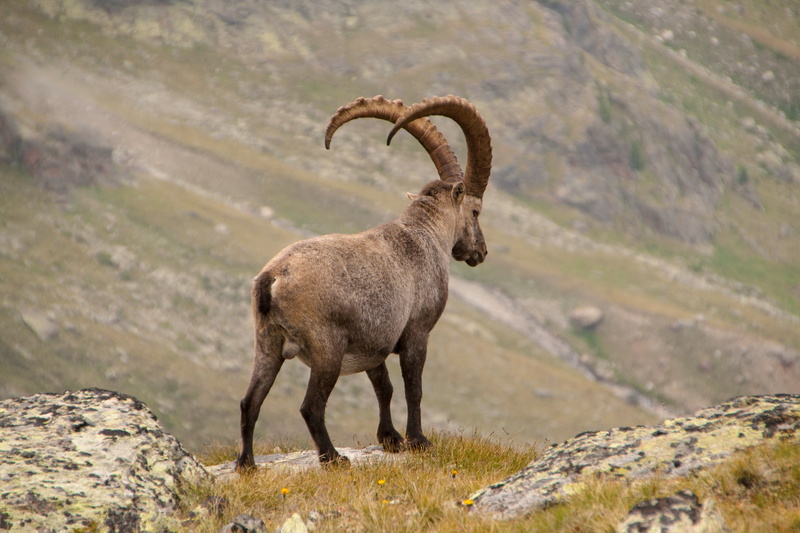 landscape, domestic animals, goat, environment, outdoors, animal, wildlife, rock, bighorn Sheep, ibex, day, 4K, vertebrate, gray, no people, sheep, horns