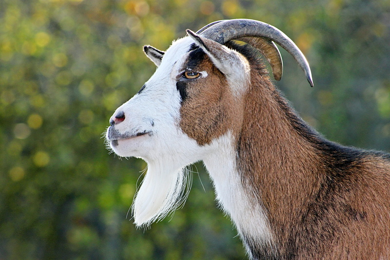 animal body part, animal wildlife, bart, animals in the wild, zoo, animal world, goat, horns, mammal, no people, livestock, dwarf goat, nature, hair, profile view