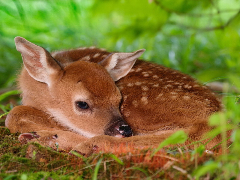 baby animals, fawns, animals, deer, 720P