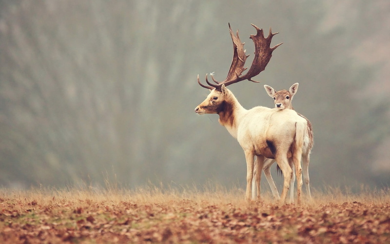 animal wildlife, no people, standing, animal, selective focus, animal themes, herbivorous, two animals, deer, nature, white, animals, reindeer, outdoors