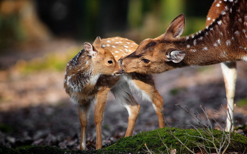 1080P, nature, baby animals, deer, animals