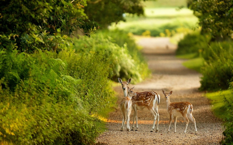 fawns, animals, 1080P, deer, nature, plants