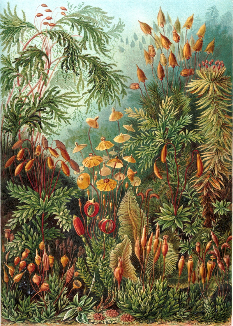 2K, underwater, day, eurhynchium, fish, paintin, swimming, sea, beauty in nature, group of animals, green color, haeckel muscinae, animals in the wild