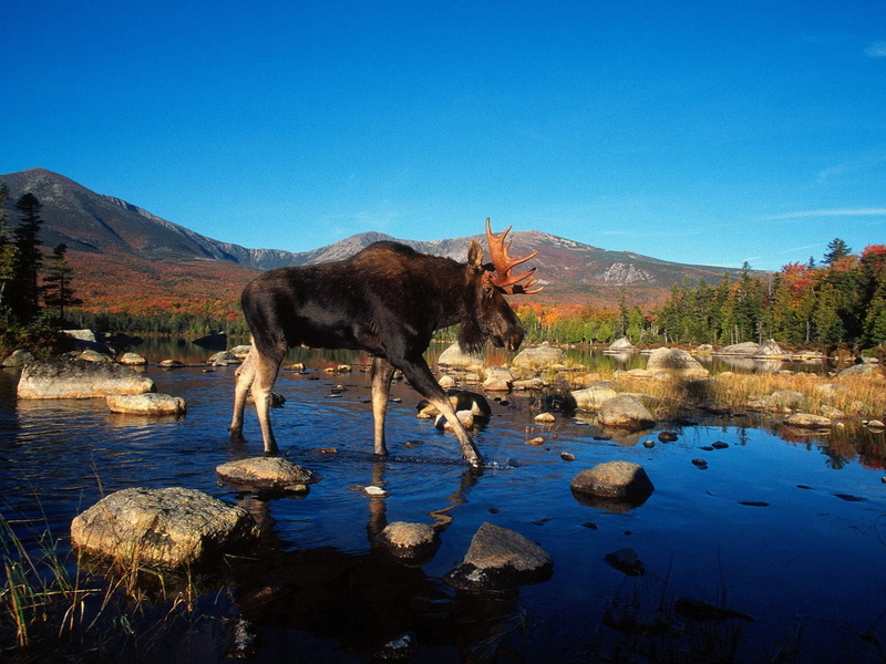 mammal, animal, group of animals, 720P, vertebrate, river, domestic animals, rock, lake, rock - object, mountain, blue, drinking, mountains, reflection