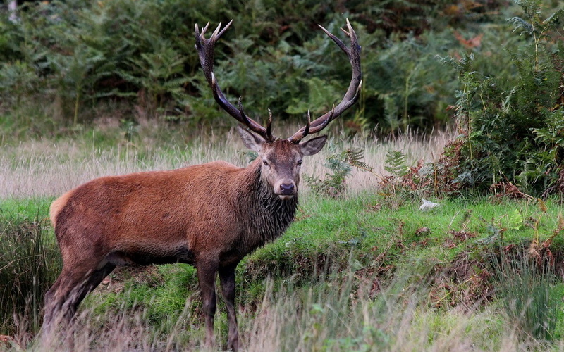 animal, field, animal themes, mammal, no people, plant, nature, vertebrate, deer, brown, antler, one animal, forest, day, land, animal wildlife, animals in the wild