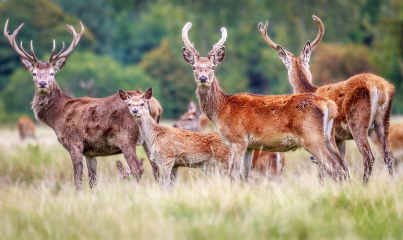1080P, mammal, antler, animal, herd, land, grass, outdoors, nature, animal wildlife, deer, group of animals, landscape, herbivorous, standing, vertebrate