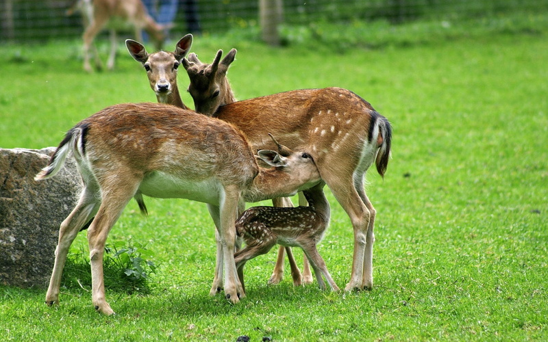 cute, animal wildlife, forest, roe Deer, two animals, grazing, mammal, care, vertebrate, red Deer - Animal, animal themes, deer Family, mule Deer, plant