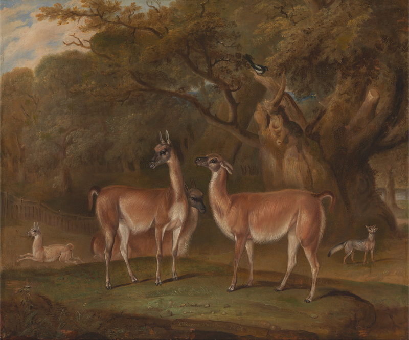 herbivorous, woods, plant, deer, livestock, landscape, bird, animal family, standing, thomas weaver, fox, forest, no people, field, painting, land, animal