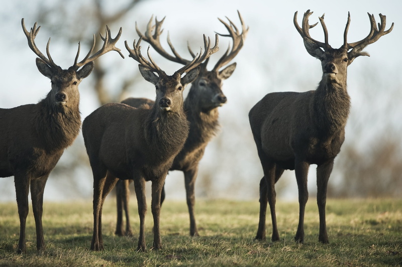 walk, deers, male Animal, mammal, wilderness Area, brown, red Deer - Animal, domestic animals, doe, hoofed Mammal, elk, deer Family, field, flock, no People