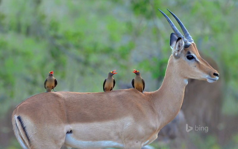 focus on foreground, animal family, animal, back, no people, outdoors, animals in the wild, bird, day, 1080P, tree, animal themes, nature, animal wildlife