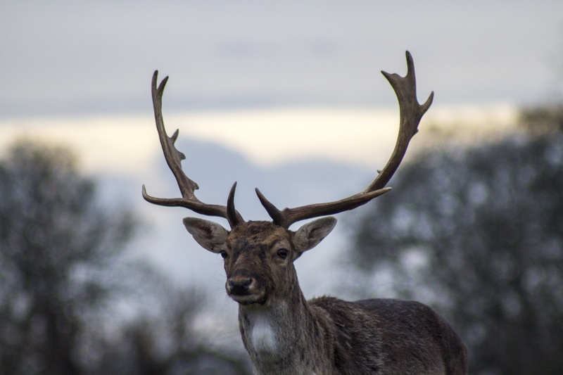 stag, land, wildlife, 5K, snow, one animal, animal, deer Family, brown, vertebrate, tree, herbivorous, forest, no people, white, horned, doe, red Deer - Animal