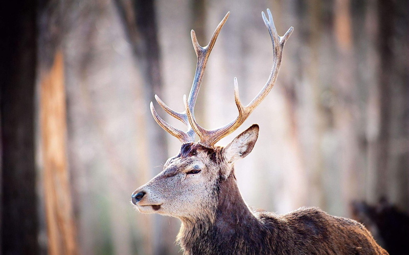 land, deer, doe, animal head, outdoors, antler, hunting, deer Family, wilderness Area, white-Tailed Deer, 2K, male Animal, stag, woodland, animal themes