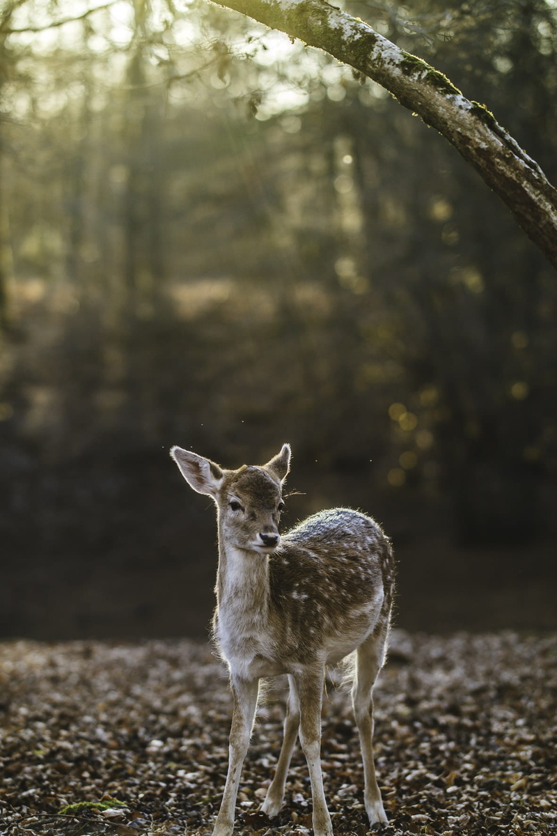 photography, herbivorous, stag, wildlife, mammal, focus, antler, domestic animals, outdoors, fawn, forest, 720P, one animal, animal, vertebrate, focus on foreground