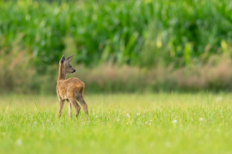 baby, one Animal, outdoors, brown, fawn, lawn, animals In The Wild, antler, summer, stag, forest, grass, wild, doe, nature, bokeh, horned, legged, wildlife