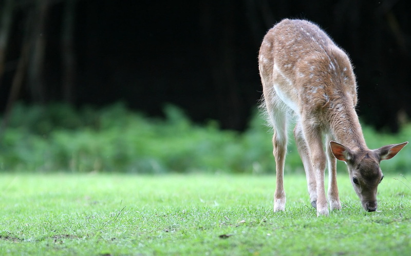 wildlife, 1080P, selective focus, summer, herbivorous, walk, doe, one Animal, reindeer, roe Deer, marsupial, beauty In Nature, land, antler, fur, domestic animals