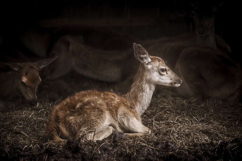 domestic animals, two animals, animal themes, fawn, animal wildlife, animals in the wild, group of animals, animal family, nature, relaxation, cute, fur