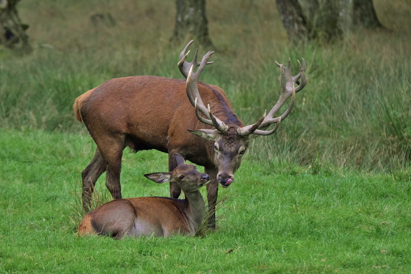 antler, field, animal, deer rutting, domestic animals, nature, love for animals, no people, animal family, relaxation, day, mammal, grass, group of animals