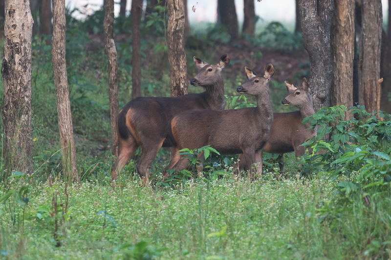 flowers, forest, grass, wild, animal wildlife, wildlife, wild animal, land, sambar, outdoors, tree trunk, brown, two animals, group of animals, mammal