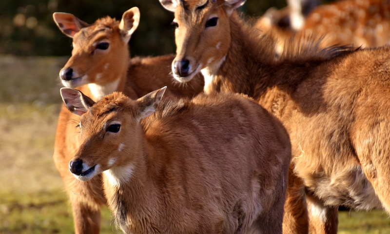 land, field, deer, animals in the wild, day, herd, togetherness, wild animal, fawn, south africa, 4K, animal wildlife, zoo, hellabrunn, nature, group of animals