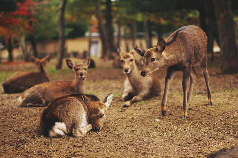 tree, day, outdoor, no people, vertebrate, fawn, brown, outdoors, nature, deer, herbivorous, mammal, animal family, young animal, wildlife, two animals
