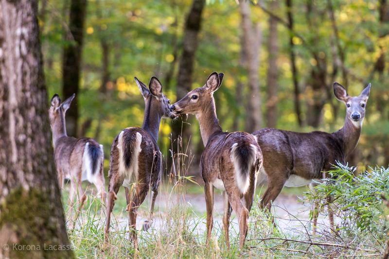 Fall, Photography, fauna, autumn, Nikon D800, woods, provincial park, animals In The Wild, ecology, Canada, Lacasse, shy, fawn, wild, eco-system, Family