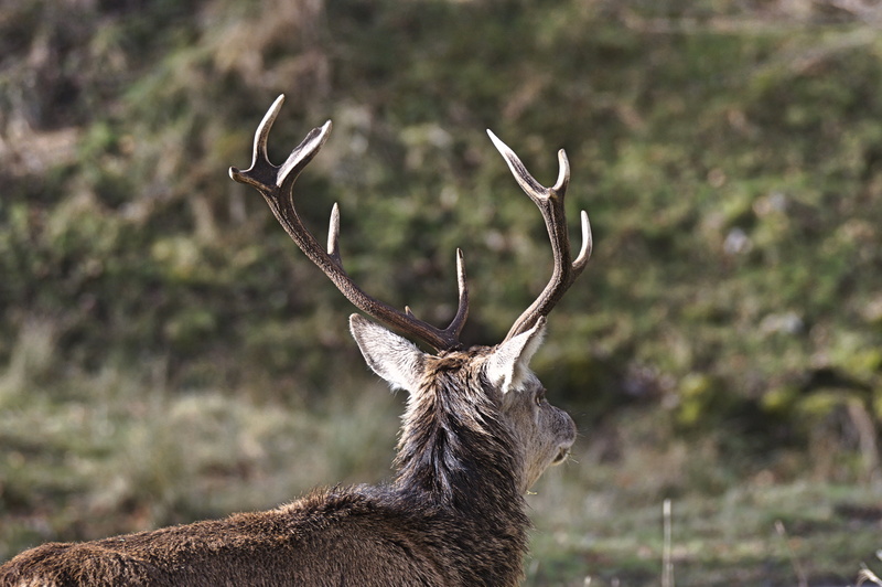 animal themes, animals In The Wild, animal, mammal, stag, hunting, tree, focus on foreground, grass, animal wildlife, day, hoofed Mammal, animal body part