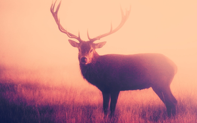 animal, antler, animals In The Wild, one animal, winter, sky, tree, animals And Pets, national Park, hart, stag, landscape, horned, elk, doe, male Animal