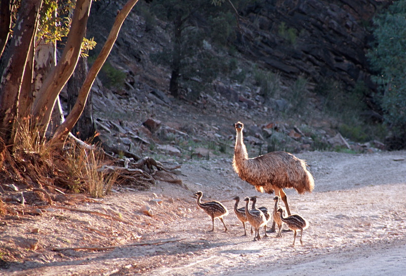 herd, animal wildlife, animal family, outdoors, animal, land, deer, turkey, marching, beauty in nature, herbivorous, ostrich, road, no people, bird, plant