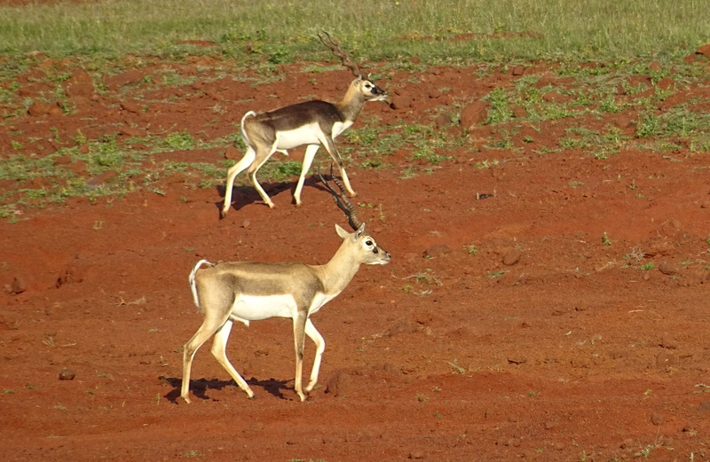 Blackbuck, blackbuck, field, ungulate, gazelle, Animal, standing, mammal, karnataka, Antelope, animals In The Wild, domestic animals, vertebrate, india