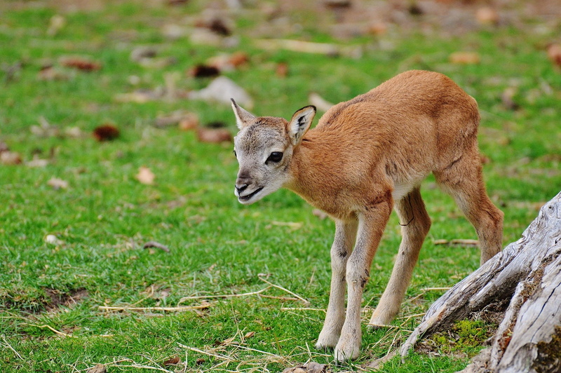 wildlife, animals In The Wild, full length, outdoors, domestic animals, vertebrate, 1080P, no people, wildpark poing, young animal, grass, herbivorous