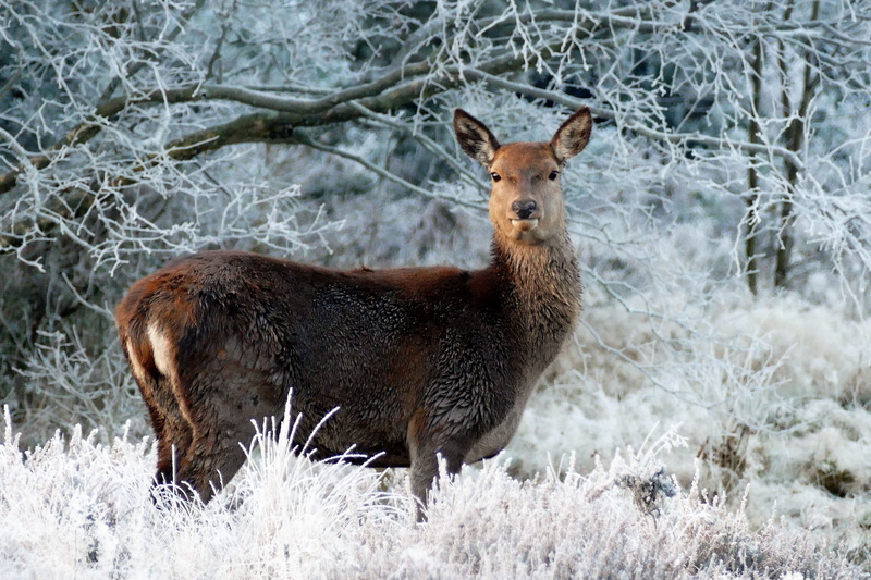 5K, snowflake, wild, deer, seasonal, snow, mammal, photography, herbivorous, cold temperature, red, animal, winter, field, animal themes, standing, no people