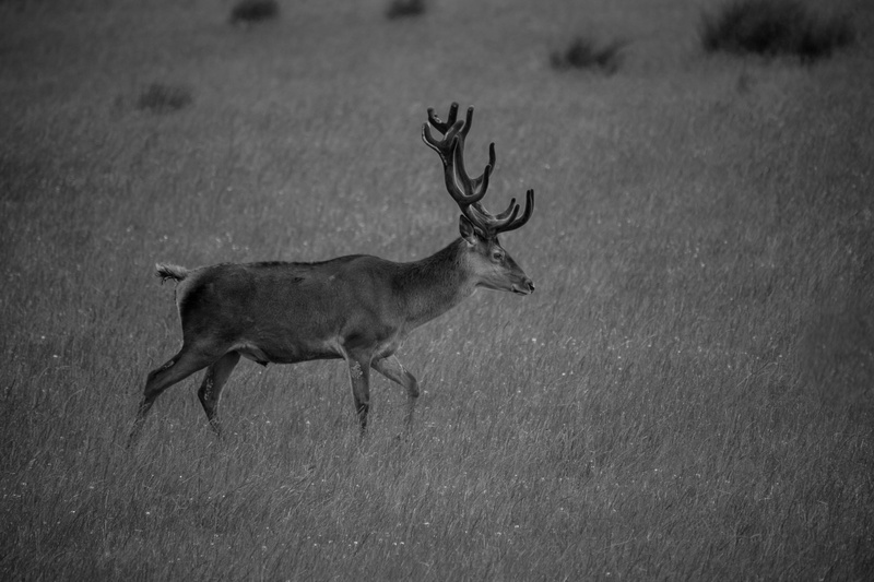 antler, walking, scotland, animal themes, herbivorous, side view, forest, animal wildlife, animals in the wild, plant, day, points, animal, stag, deer