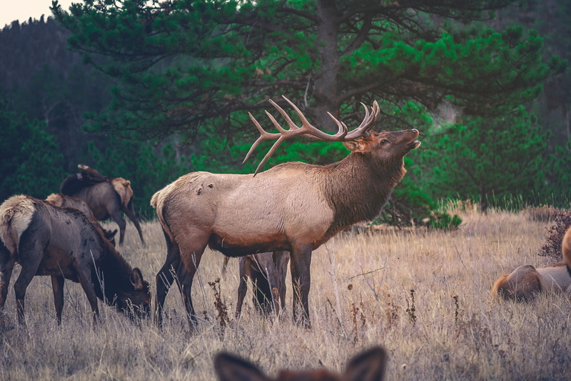 land, domestic animals, stag, mammal, wilderness Area, standing, field, animal themes, no people, 5K, mountain, animal, male Animal, horned, wildlife