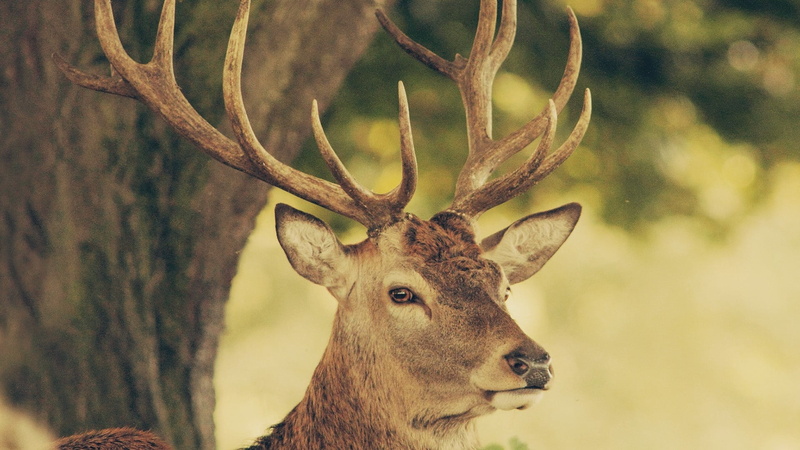 horned, tree, stag, antler, mammal, animal wildlife, nature, herbivorous, close-up, outdoors, animal, beige, focus on foreground, day, wilderness Area