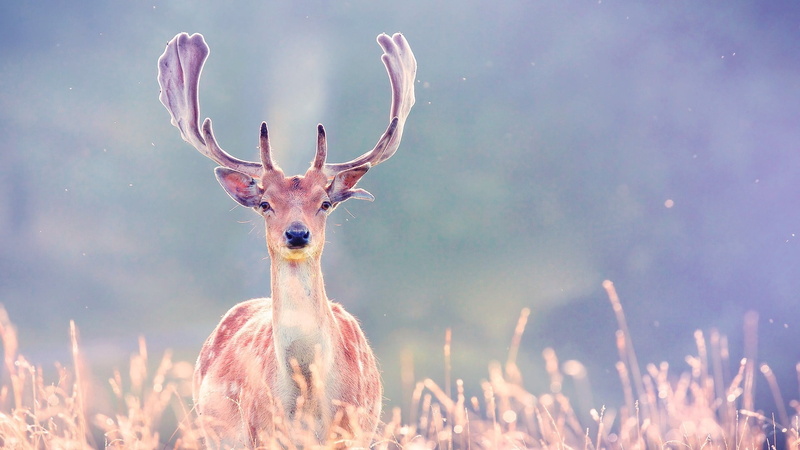 nature, day, beauty In Nature, landscape, stag, outdoors, grass, looking at camera, winter, reindeer, wilderness Area, summer, blurring, focus on foreground