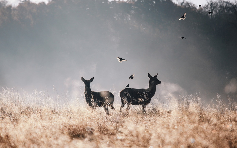 large group of animals, wildlife, no People, birds, flying, snow, field, fog, group of animals, animal, mammal, doe, winter, deer, stag, bird, animal wildlife