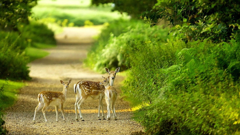 green color, group of animals, mammal, herbivorous, sunlight, nature, outdoors, animal wildlife, animals in the wild, 1080P, no people, footpath, animal themes