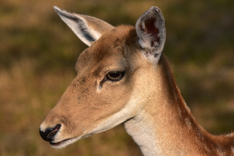 hunts, portrait, eyes, animal themes, tender, nature, mammal, animal, profile view, deer, wild, 5K, one animal, no people, curiosity, fawn, red deer, animal wildlife