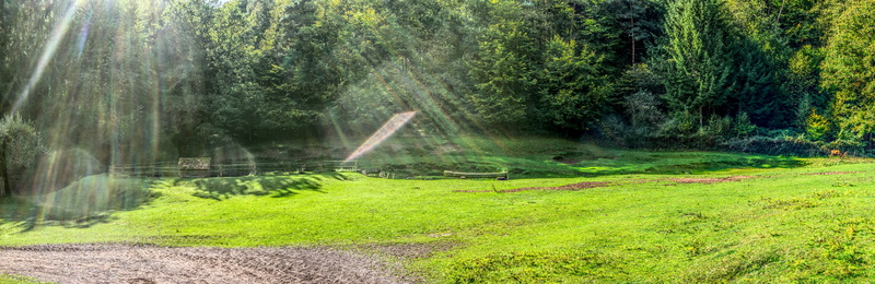 scenics - nature, doe, forest, rays, land, grass, tree, motion, plant, reflection, beauty in nature, day, high dynamic range, nature, outdoors, autumn