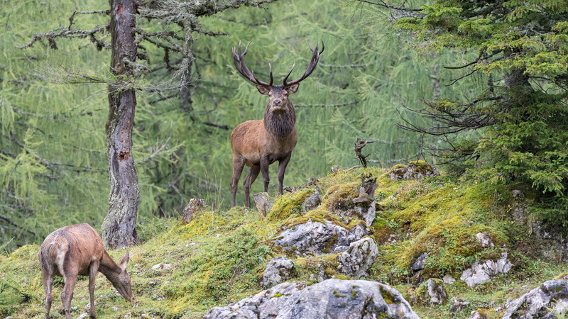 2K, Animals, red, upper, doe, austria, deer