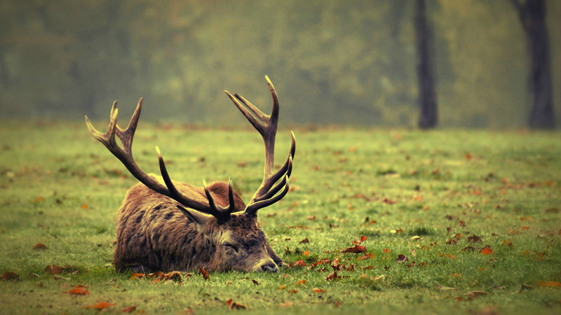 vertebrate, forest, male animal, animals, tree, day, animal, nature, wild, wildlife, caribou, land, fur, park, buck, grass, fawn, deer, hunting, mammal