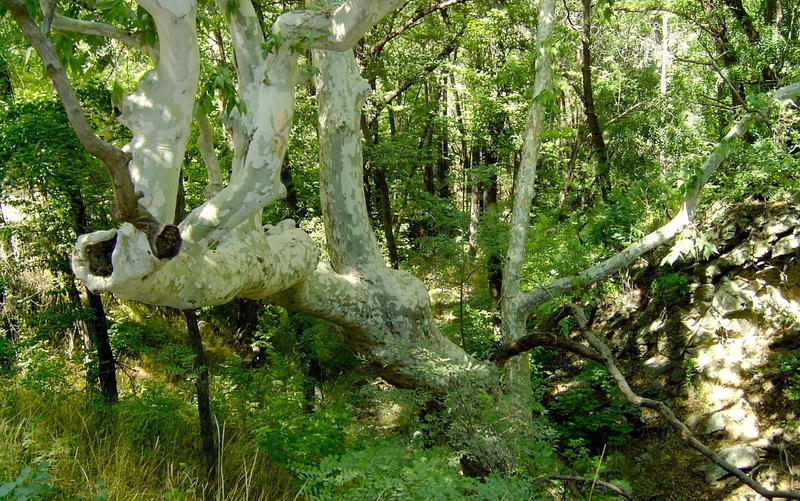 3d and abstract, 1080P, beautiful, forest, unusual, like, nature, look, arizona